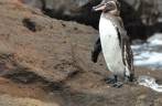 Pinguim e caranguejo socializam em Rocca Redonda, na Isla Isabel, em Galápagos